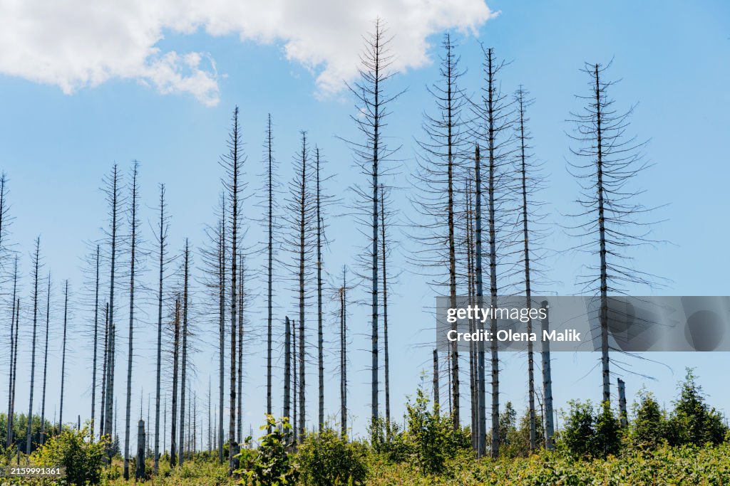 Dead spruce trees damaged by bark beetle infestation in the Harz mountains