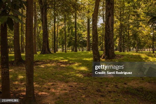 forest in vietnam near the cuchi tunnels and the cambodia border - cambodia vietnam border stock pictures, royalty-free photos & images