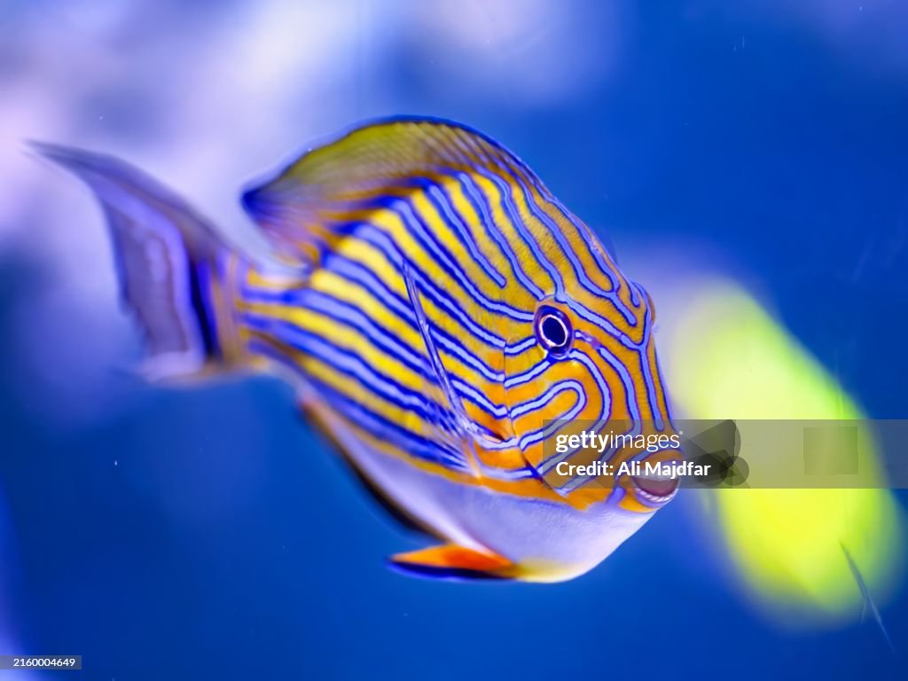 Striped Surgeonfish
