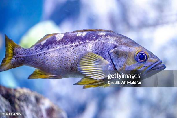 yellowtail rockfish - cichlid stock pictures, royalty-free photos & images