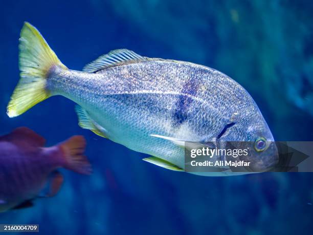 Shargo Fish 4,203 Freshwater Ecosystem Stock Photos, High-Res Pictures, and Images ...