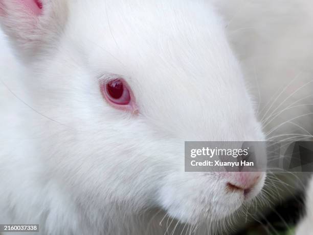 White Rabbit Flash Photo 2,811 The White Rabbit Stock Photos, High-Res Pictures, and Images ...