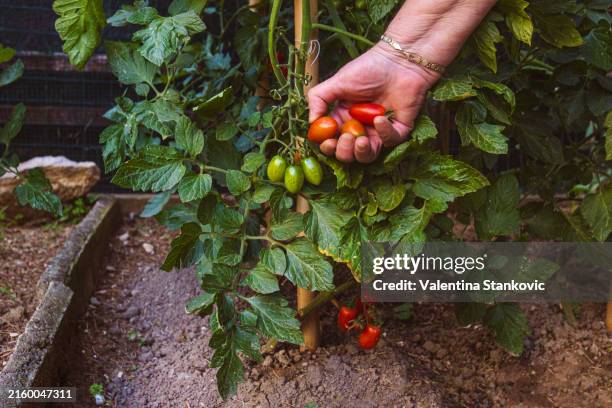 hand-picked tomatoes are the most delicious ones - unripe stock pictures, royalty-free photos & images