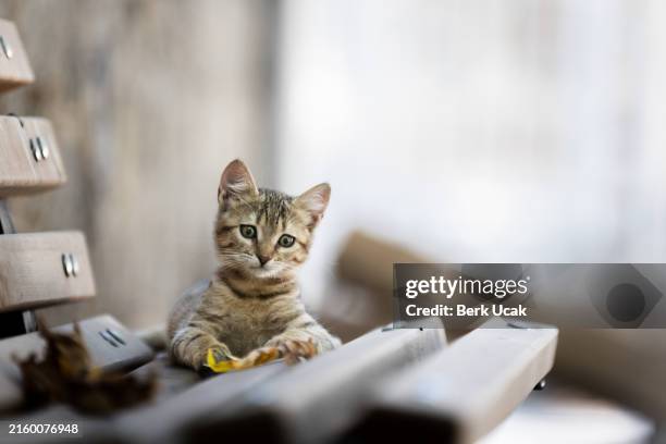 stray tabby kitten. - undomesticated cat stock pictures, royalty-free photos & images