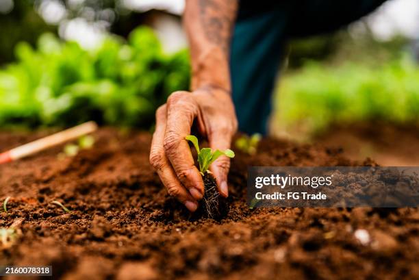 gros plan d’un agriculteur plantant un plant de laitue dans un jardin communautaire - sol phénomène naturel photos et images de collection