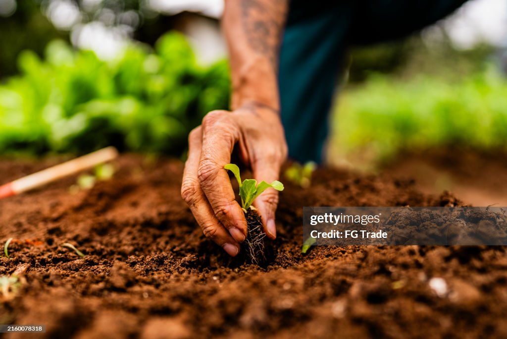 Primo piano di un contadino che pianta una piantina di lattuga su un orto comunitario