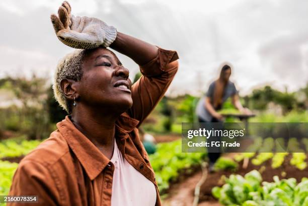 tired mature woman working on a vegetable garden - farm worker stock pictures, royalty-free photos & images