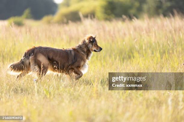 brown cute happy dog looking on meadow in sunny day - mixed breed dog stock pictures, royalty-free photos & images