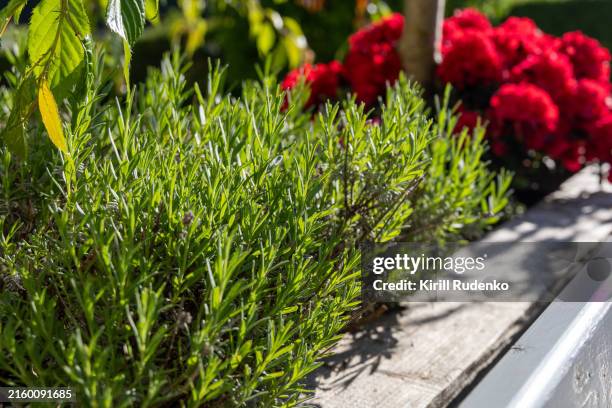 close-up of garden rosemary with red flowers in background - rosmarin bildbanksfoton och bilder
