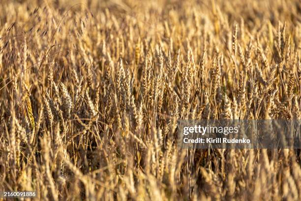 wheat field close-up - whole wheat stock pictures, royalty-free photos & images