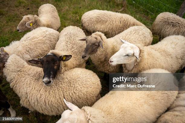 few sheep seen from above - sheep stock pictures, royalty-free photos & images