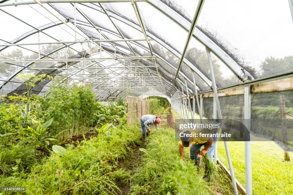 Senior farmers harvesting in greenhouse