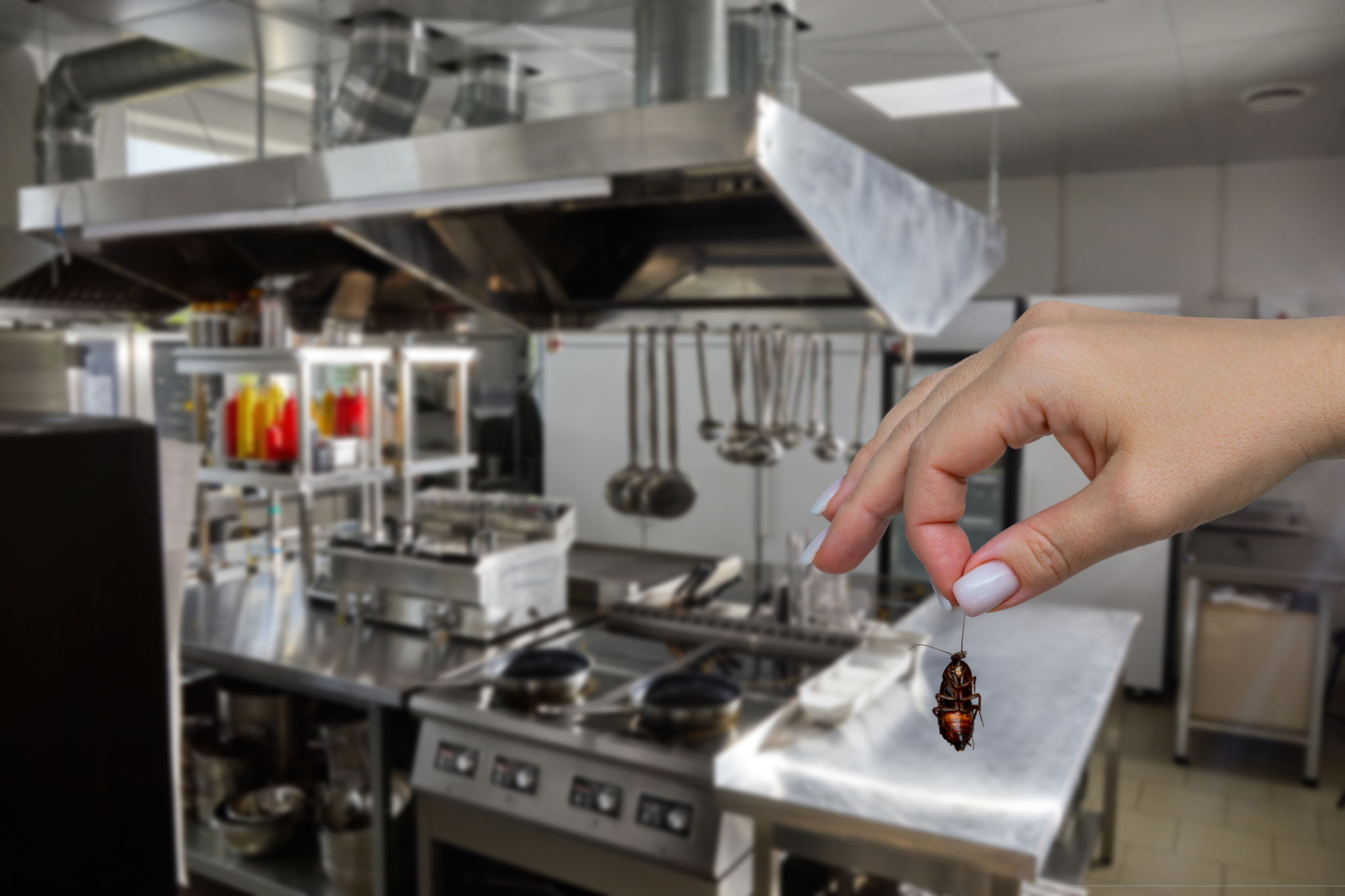 restaurant pest control
