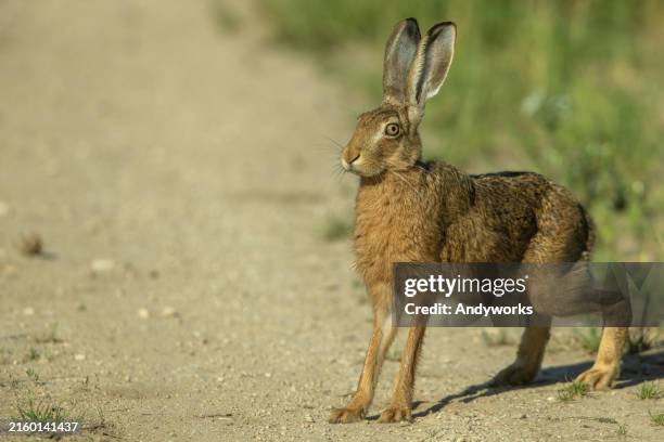 Hare Ffet 264 Hares Foot Stock Photos, High-Res Pictures, and Images - Getty Images