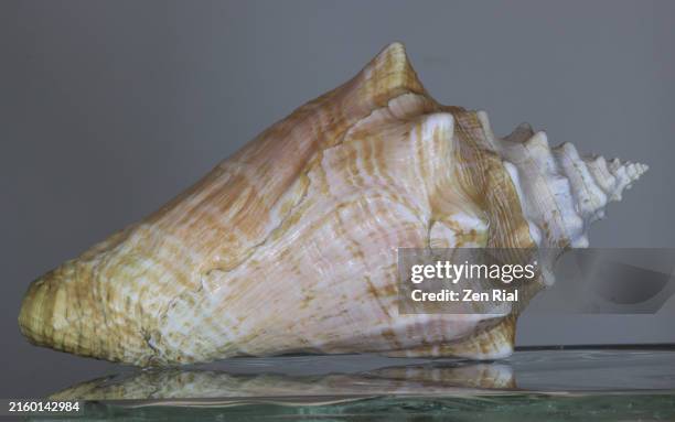 Shell Diagonal 333 Animal With Diagonal Lines Stock Photos, High-Res Pictures, and ...