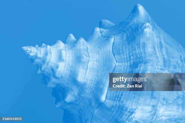 75 Shell Point Florida Stock Photos, High-Res Pictures, and Images ...