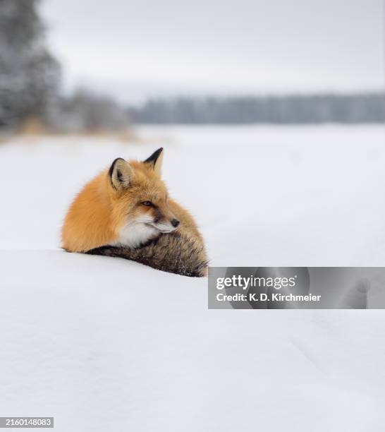 red fox resting on snow - floresta de boreal imagens e fotografias de stock