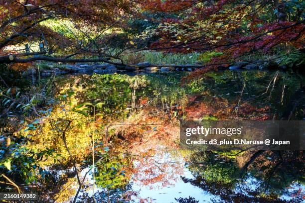 beautiful autumn leaves by the pond in an urban garden.the reflection in the water mirror on the surface of the pond. - teich garten stock-fotos und bilder