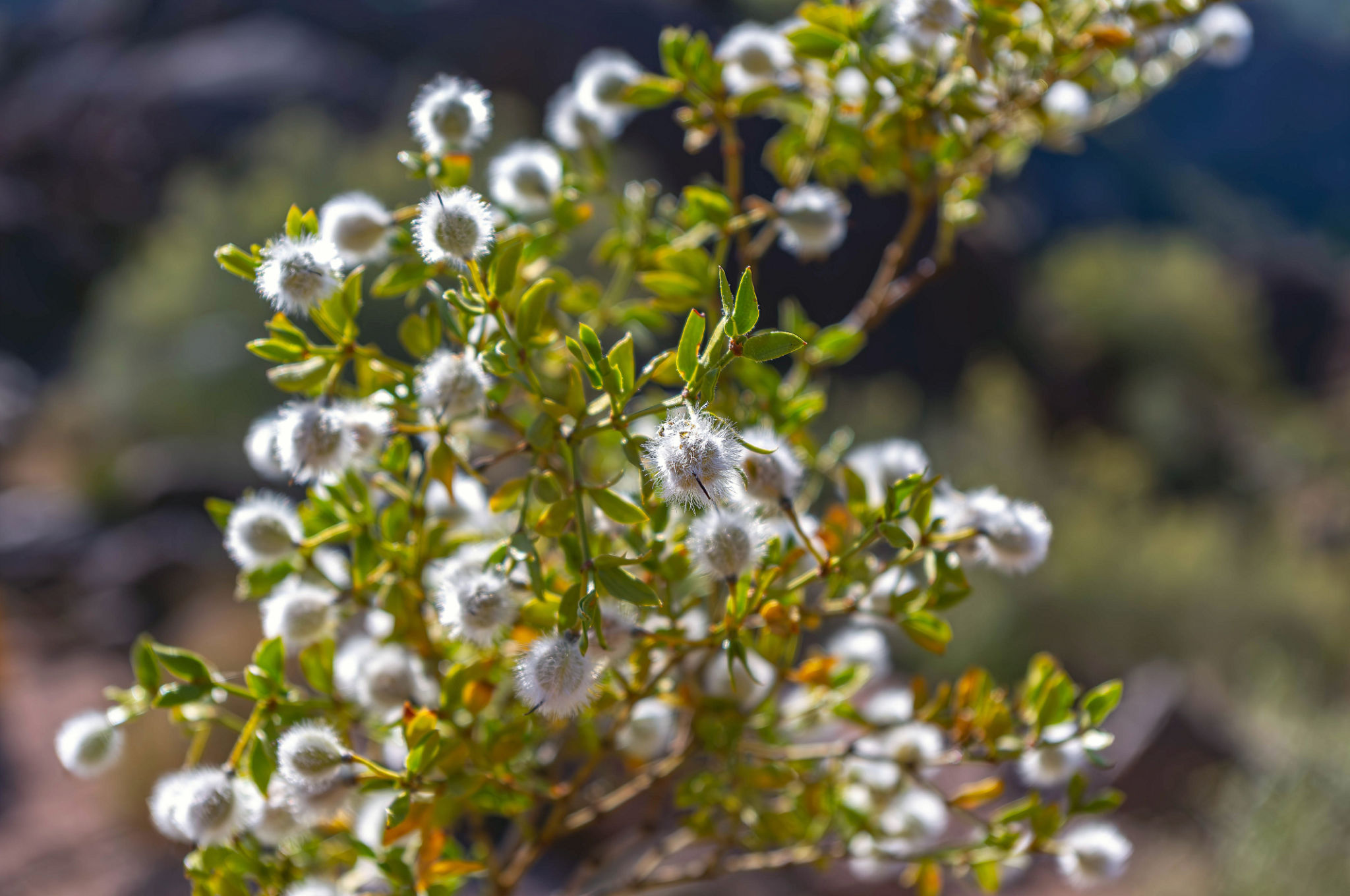 Close-Up of Creosote Bush with White Fluffy Flowers Close-Up of Creosote Bush with White Fluffy Flowers