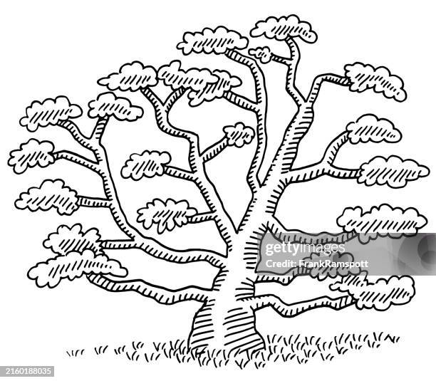 tree limbs for climbing drawing - cedar tree stock illustrations