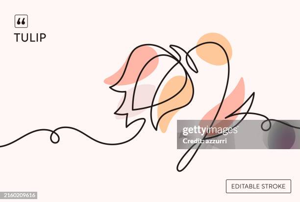 tulip continuous line illustration - flower border stock illustrations