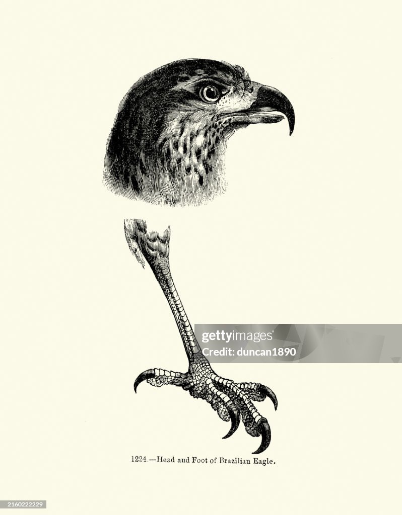 Bird of prey, Head, beak shape, foot and talon, Great black hawk, Buteogallus urubitinga, or Brazilian eagle, Wildlife art, Vintage illustration, 19th century woodcut