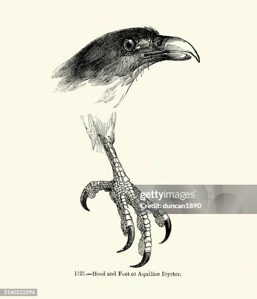 ilustraciones, imágenes clip art, dibujos animados e iconos de stock de ave rapaz, cabeza, forma de pico, pie y garra, caracara de garganta roja, ibycter americanus, ibycter aguileño. arte de la vida silvestre, ilustración vintage, xilografía del siglo xix - pata de animal pie