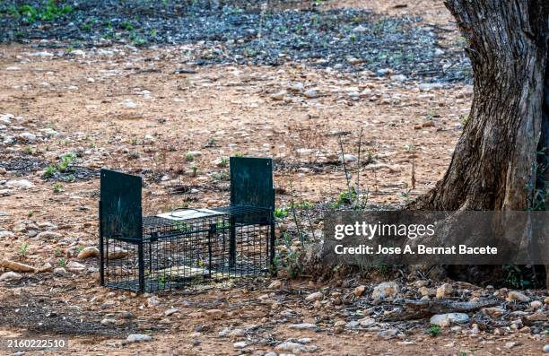trap for large rodents in an olive grove affected by a pest. - trappola foto e immagini stock