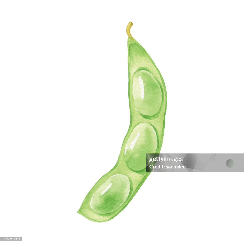 Watercolor Green Soybeans