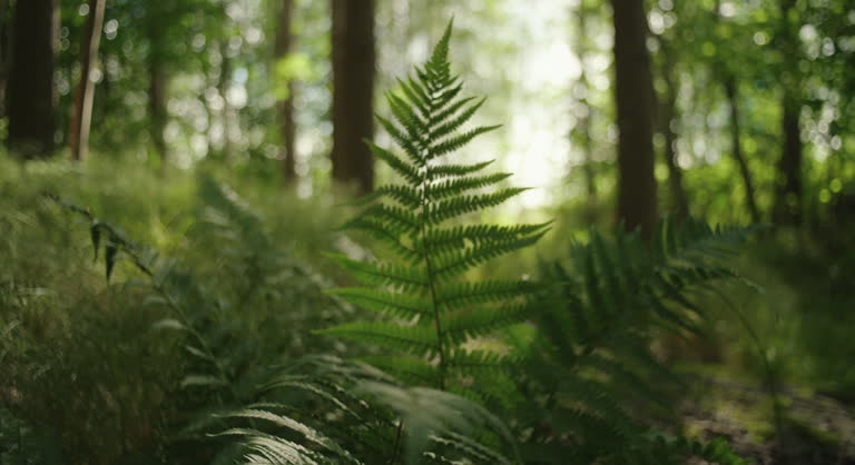 videominiatyrbild