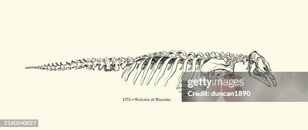 Manatee Ribs 15 Manatee Skeleton Stock Photos, High-Res Pictures, and Images - Getty ...