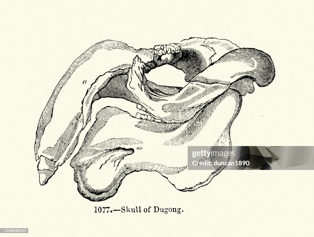 Sea life, Marine mammals, Skull of a Dugong, Wildlife art, Vintage illustration, 19th century woodcut