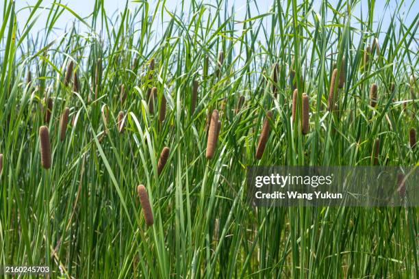 Quilled Bull Rushes 3,479 Bull Rushes Stock Photos, High-Res Pictures, and Images - Getty ...