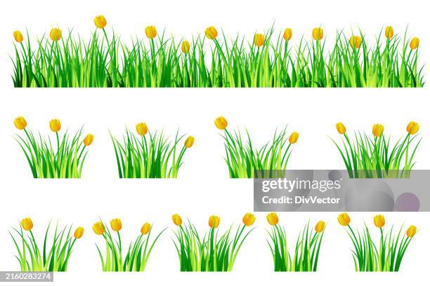 grass and flowers vector illustration - wildflower stock illustrations