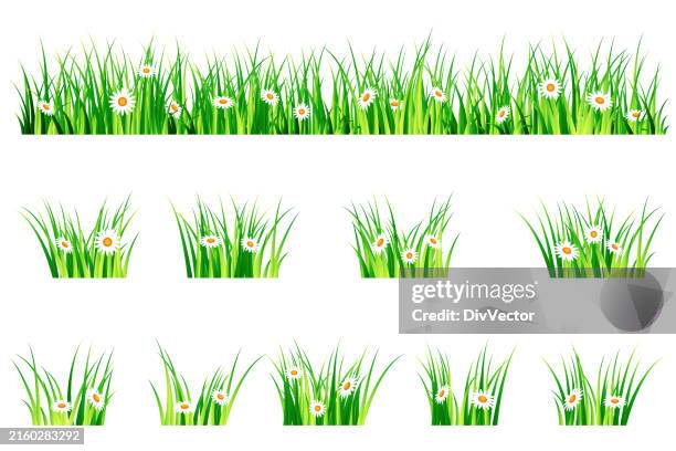 stockillustraties, clipart, cartoons en iconen met green grass and flowers - gras