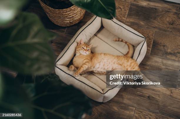 brown tabby cat sleeps on a white pillow under the light of the window - rode kat stockfoto's en -beelden