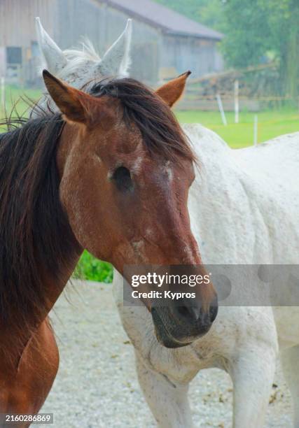 one eyed horse - grautier pferdeartige stock-fotos und bilder