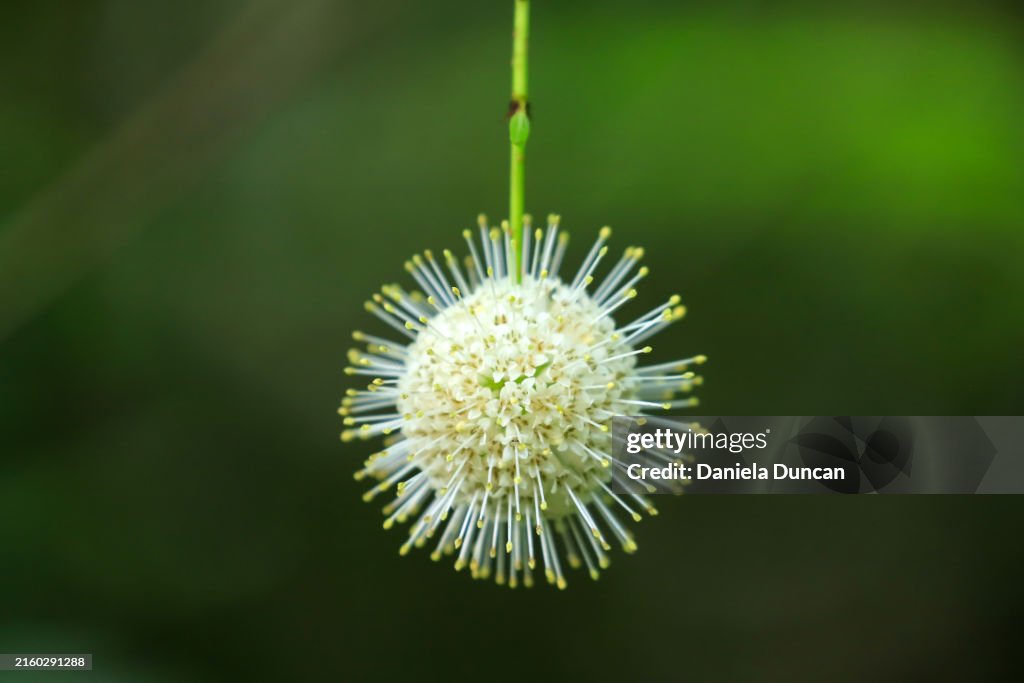 Buttonbush bloom