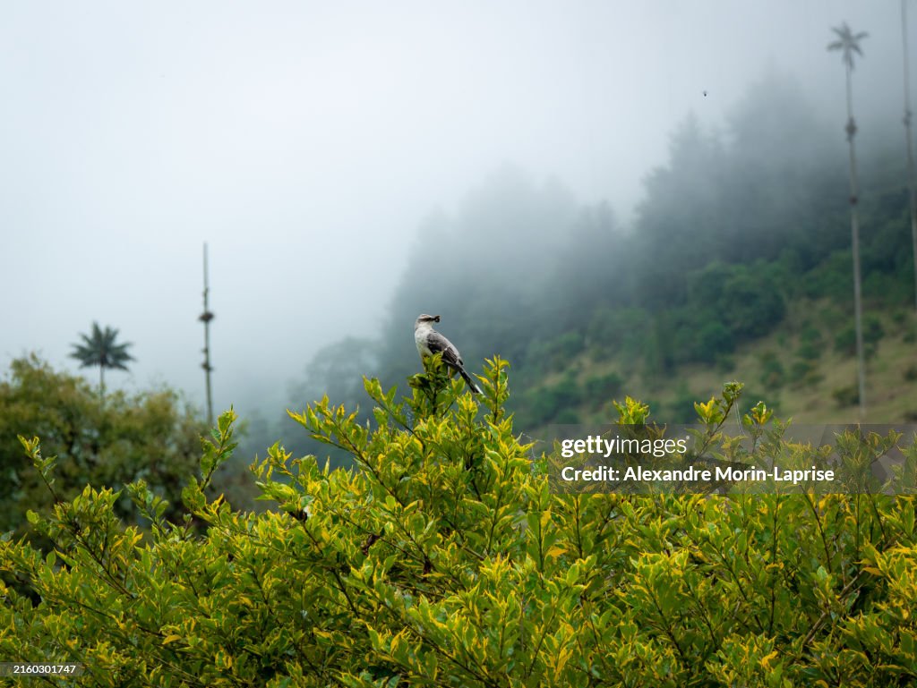 A Gray Bird Known as Tropical Mockingbird (Mimus gilvus) Perched in the Tree
