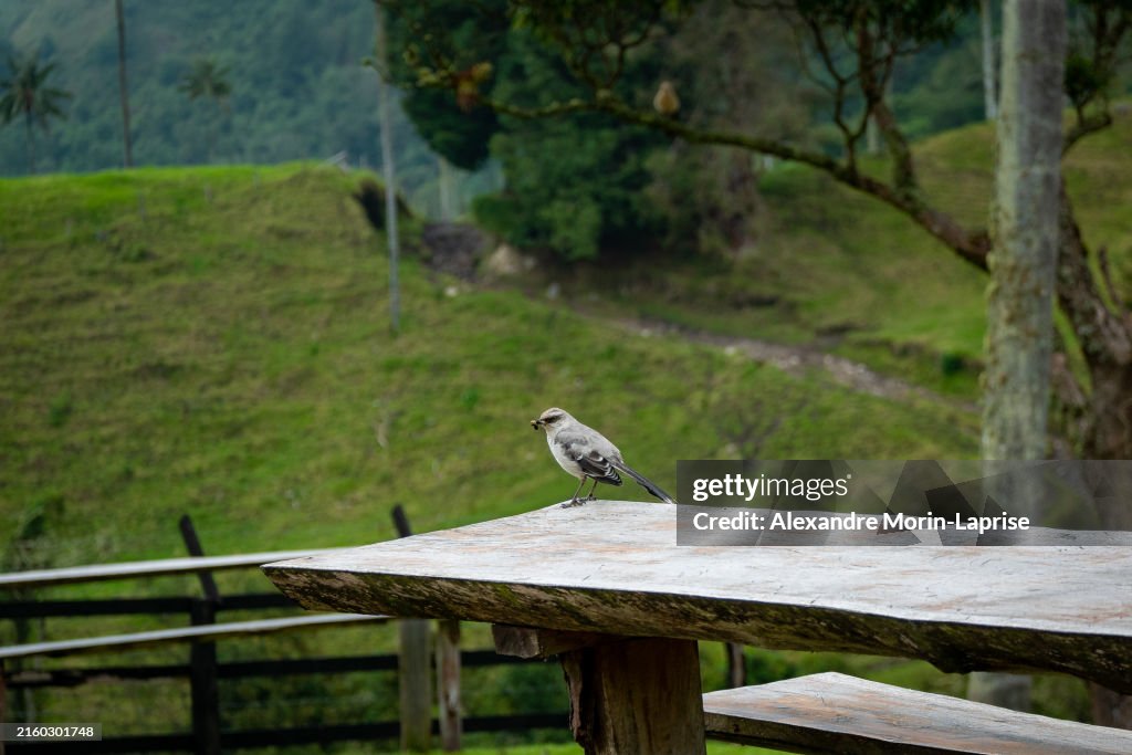 A Gray Bird Known as Tropical Mockingbird (Mimus gilvus) Holds a Branch in its Beak while Perched on a Wooden Table