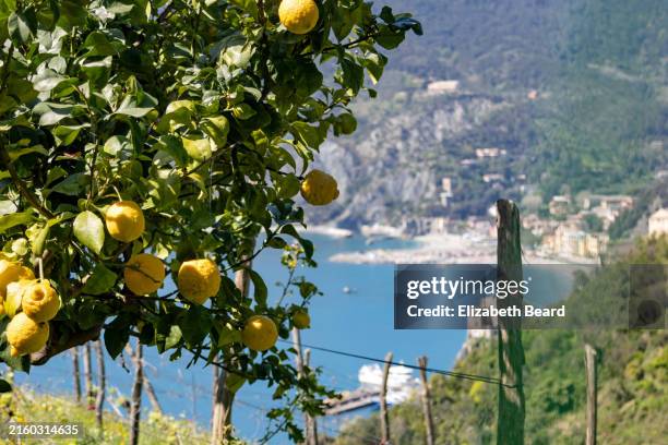 lemon tree in cinque terre - albero di limone foto e immagini stock