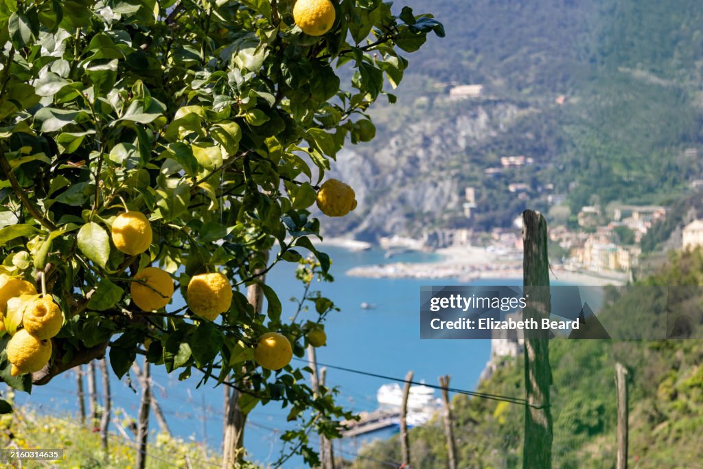 Lemon tree in Cinque Terre