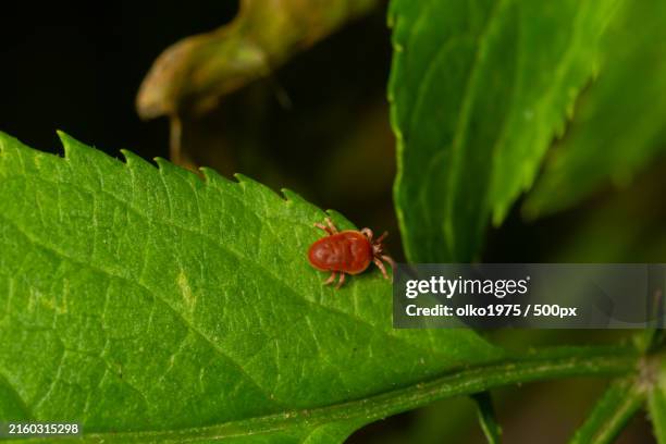 close-up of insect on leaf - tique brune du chien photos et images de collection