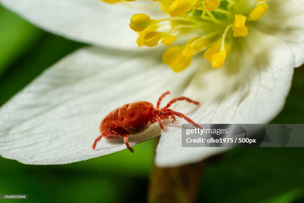 Close-up of insect on flower