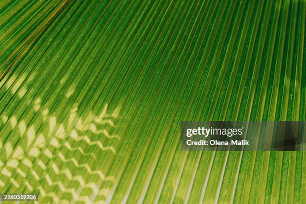 close-up of green palm leaf showing natural patterns - tropical tree stock pictures, royalty-free photos & images