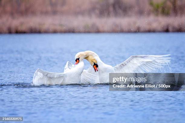 close-up of whooper mute swan swimming in lake,novi,michigan,united states,usa - michigan fight stock pictures, royalty-free photos & images