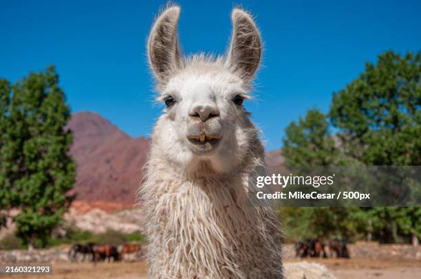 close-up portrait of alpaca against blue sky - alpaca stockfoto's en -beelden