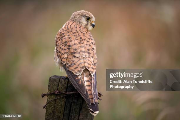 Kestrel Rear View 5,647 Kestrel Stock Photos, High-Res Pictures, and Images - Getty Images