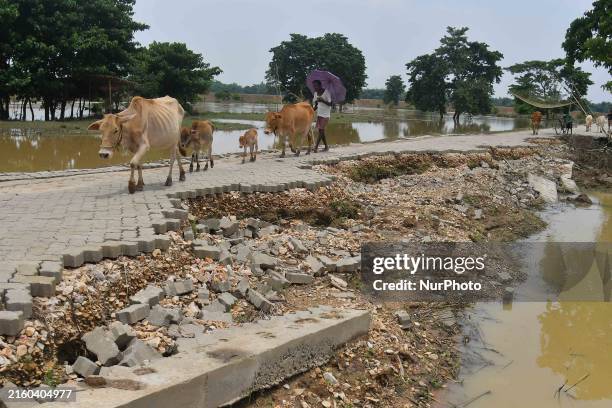 Villager is passing with his cattle near a road damaged by flood in Nagaon District of Assam, India, on July 7, 2024.