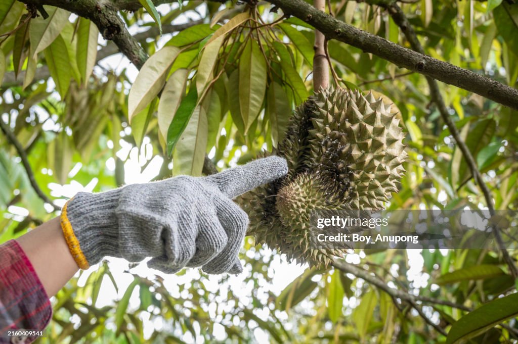 Durun Insect Farmer Hand Pointing To Show Mealy Bugs Attacking A Durian The Insect ...